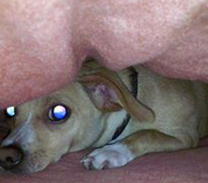 Toby under a blanket